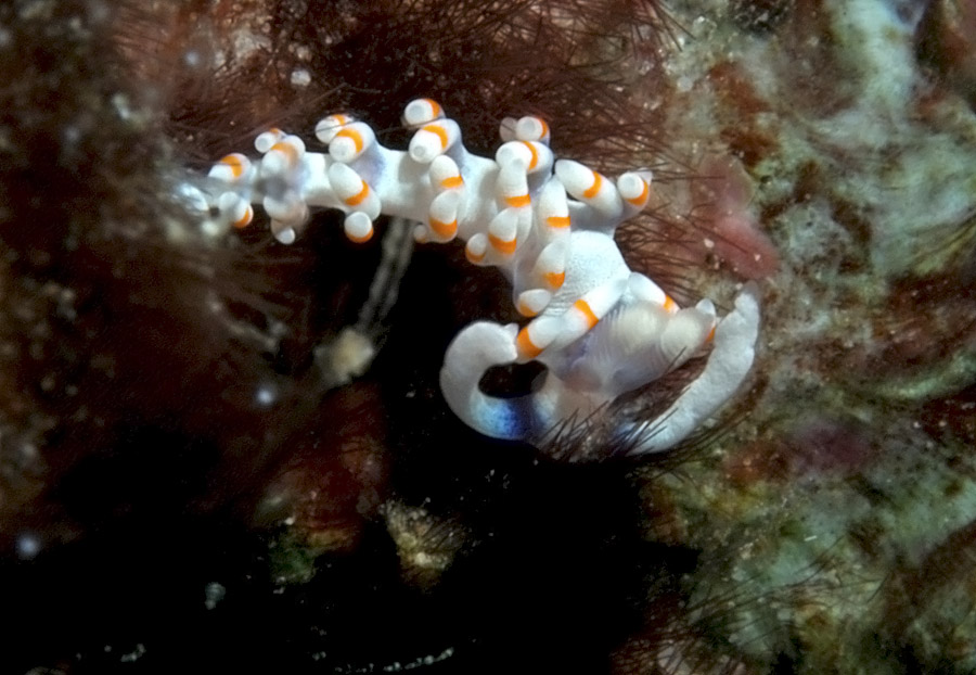 Flabellina bicolor